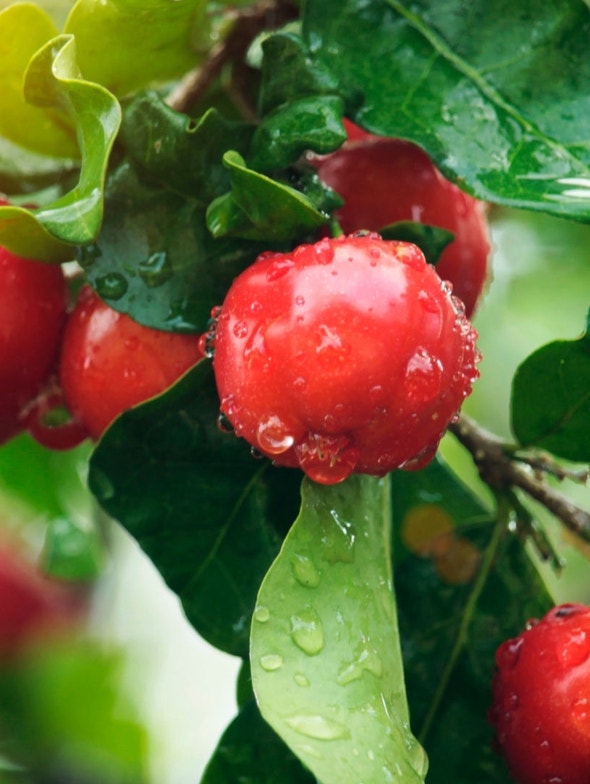 Acerola: natural source of Vitamin C