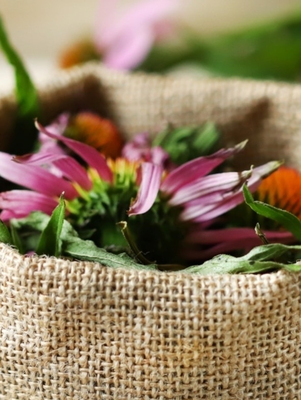 Echinacea and seasonal illnesses