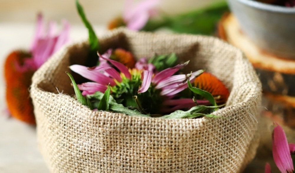 Echinacea and seasonal illnesses