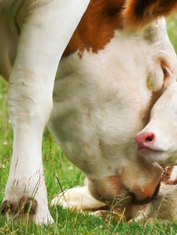 Colostrum, ally of the immune system