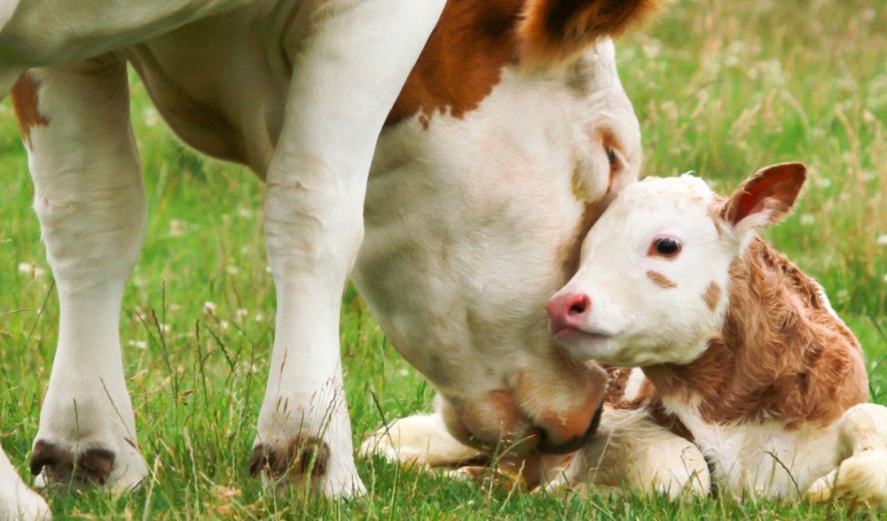 Colostrum, ally of the immune system