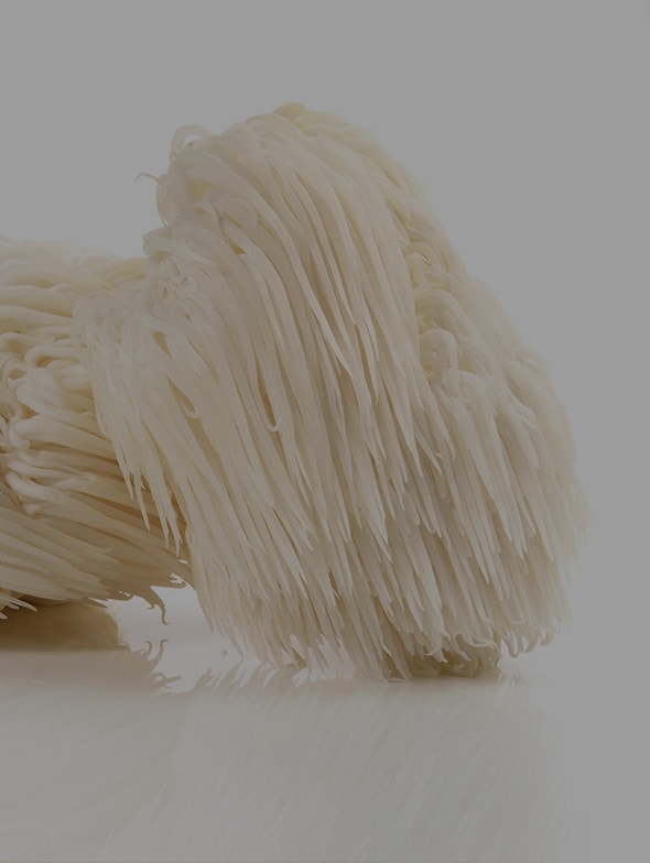 Hericium erinaceus, the fungus of monks