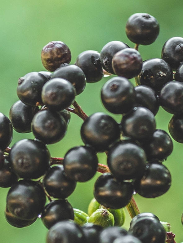 Elderberry, properties and uses
