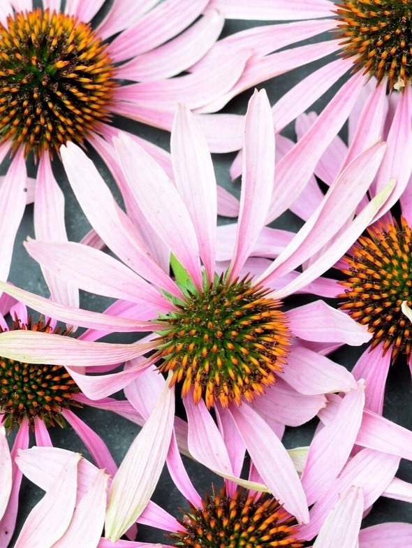 Echinacea | Properties, uses, benefits and contraindications