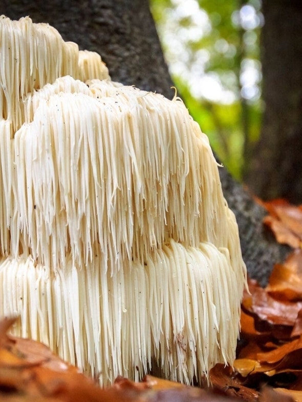 Hericium Erinaceus | Properties and benefits of the medicinal mushroom