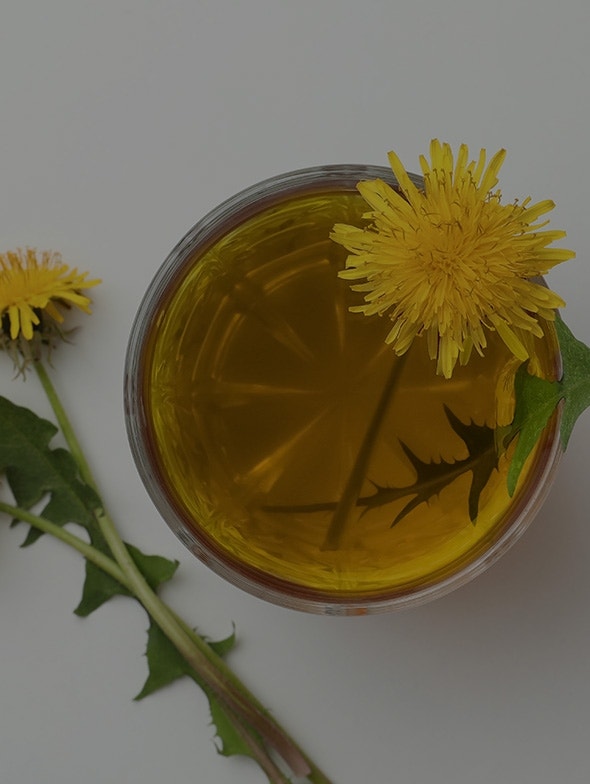 Dandelion: benefits, active ingredients, and contraindications of dandelion