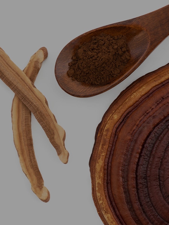 Reishi | Benefits and properties of reishi, the 