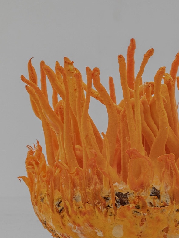 Cordyceps sinensis: The benefits of the 