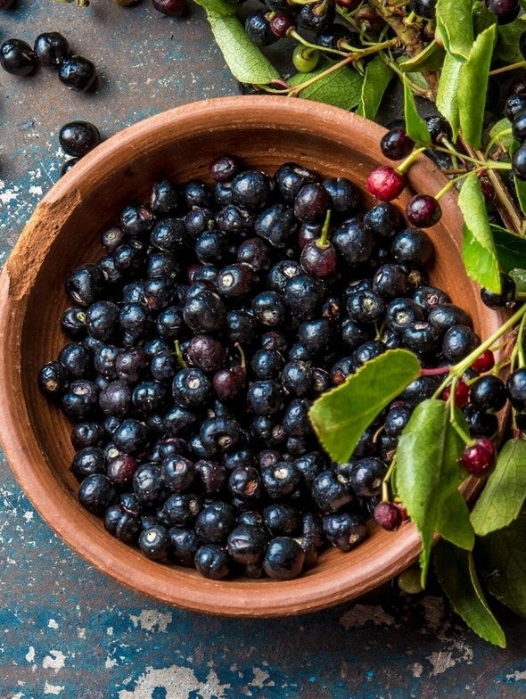 Maqui Berries | A concentrate of antioxidants and benefits