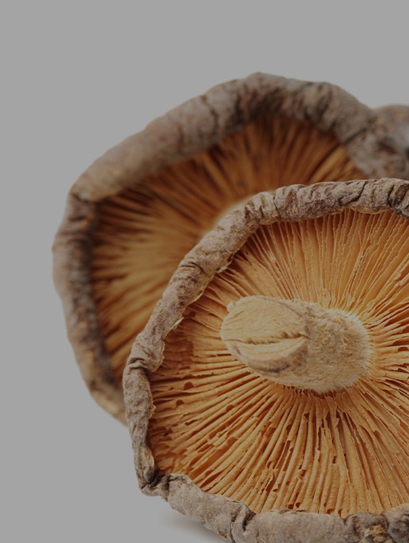 Shiitake mushroom: beneficial properties and history