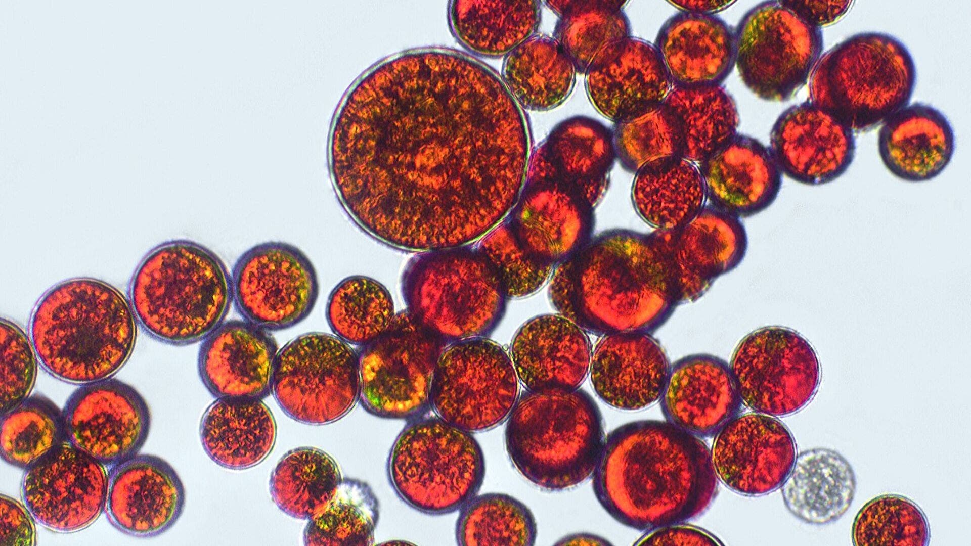 Haematococcus pluvialis microalgae, rich in astaxanthin.