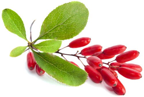 Berberis Vulgaris or Barberry