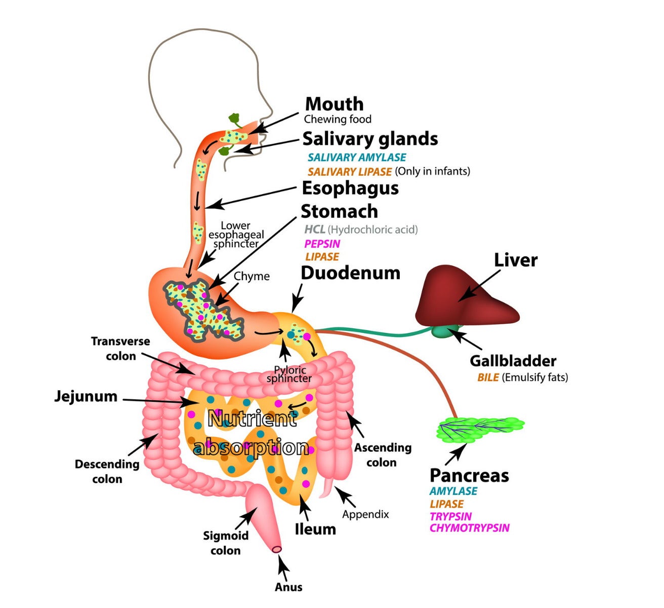 Digestive system scheme.