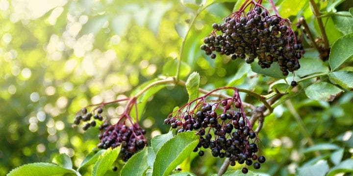 elder